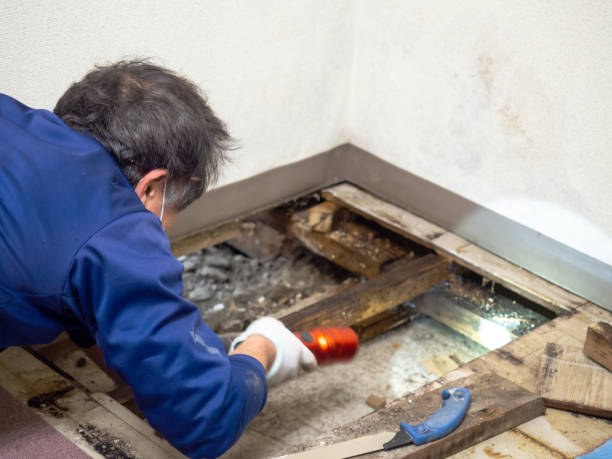 Best Emergency Mold Removal  in Montgomery, WV