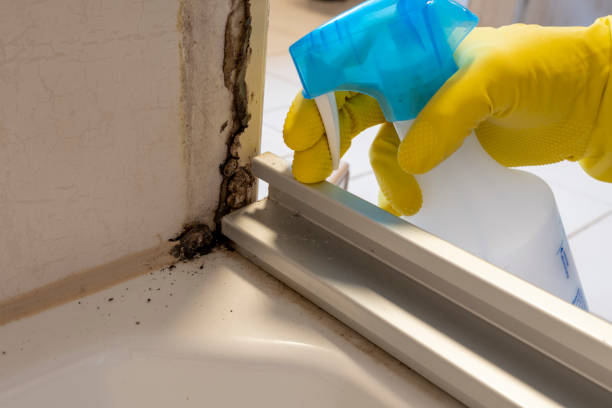 Professional Mold Removal in Montgomery, WV