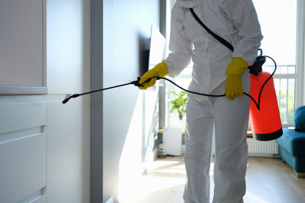 Best Affordable Mold Removal  in Montgomery, WV