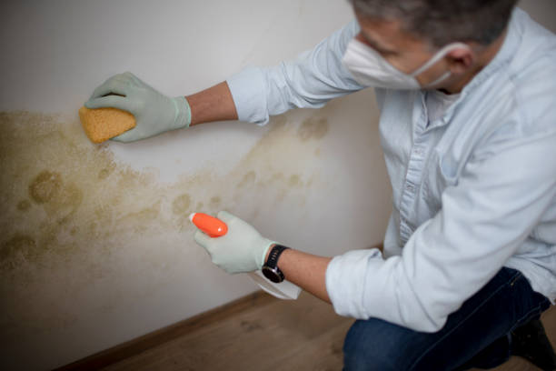 Best Mold Removal Specialists  in Montgomery, WV