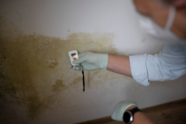 Reliable Montgomery, WV Mold Removal Solutions