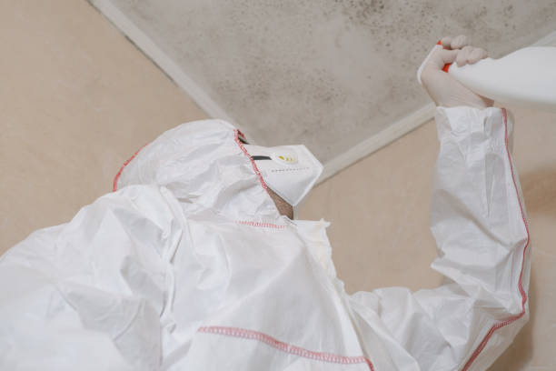 Best Affordable Mold Removal  in Montgomery, WV