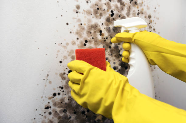 Home Mold Removal in Montgomery, WV