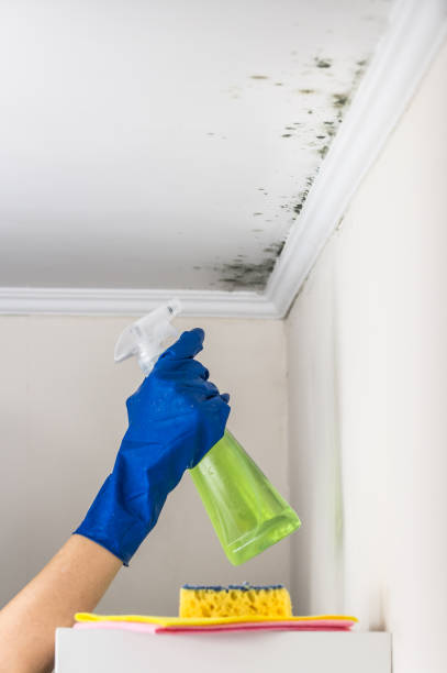 Mold Removal Process in Montgomery, WV